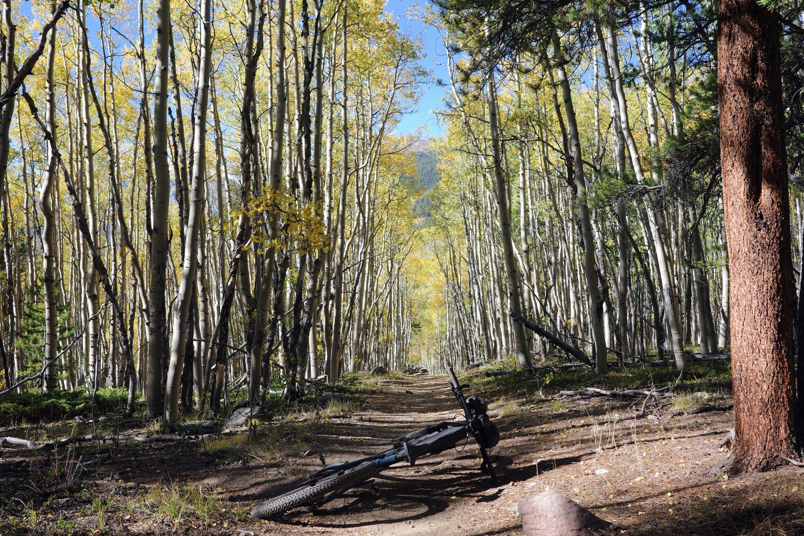 Aspens south of Leadville.